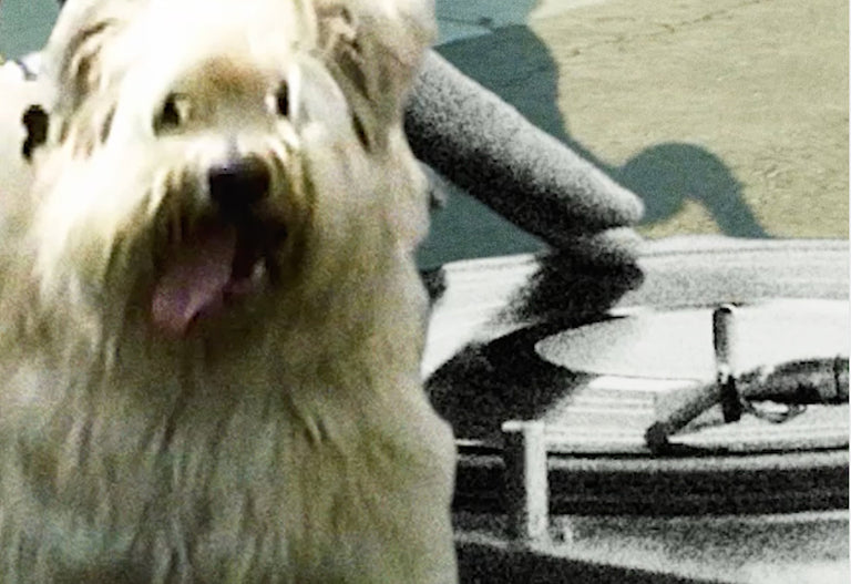 happy dog attending flea market next to dj booth