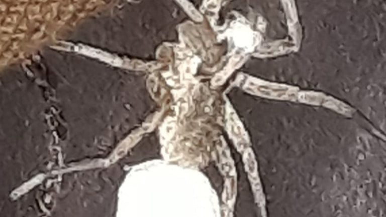 LA VIE EN NOIR: ROB ROCHE