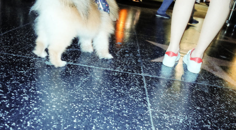 photograph of dog and person standing on sidewalk 