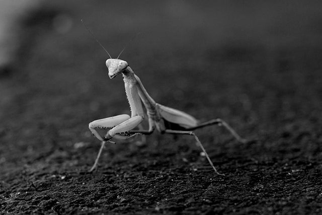 Sexy Mantis