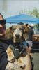flea market video featuring dogs, vendors, DJs and attendees 